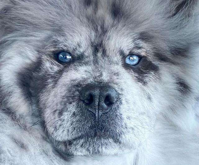 毛色稀有的帅气松狮犬，侧脸看是霸气小狮子，实际上超可爱