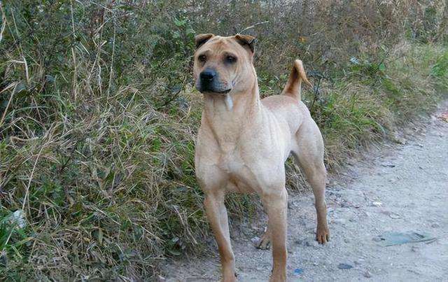 中国本土霸气的“骨嘴沙皮犬”,是国人的骄傲