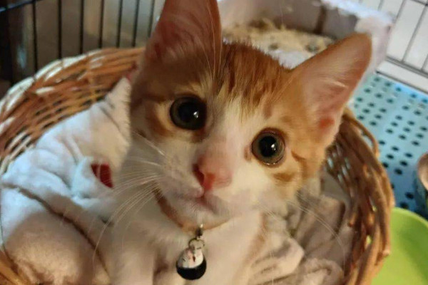 小奶猫必死的5大征兆