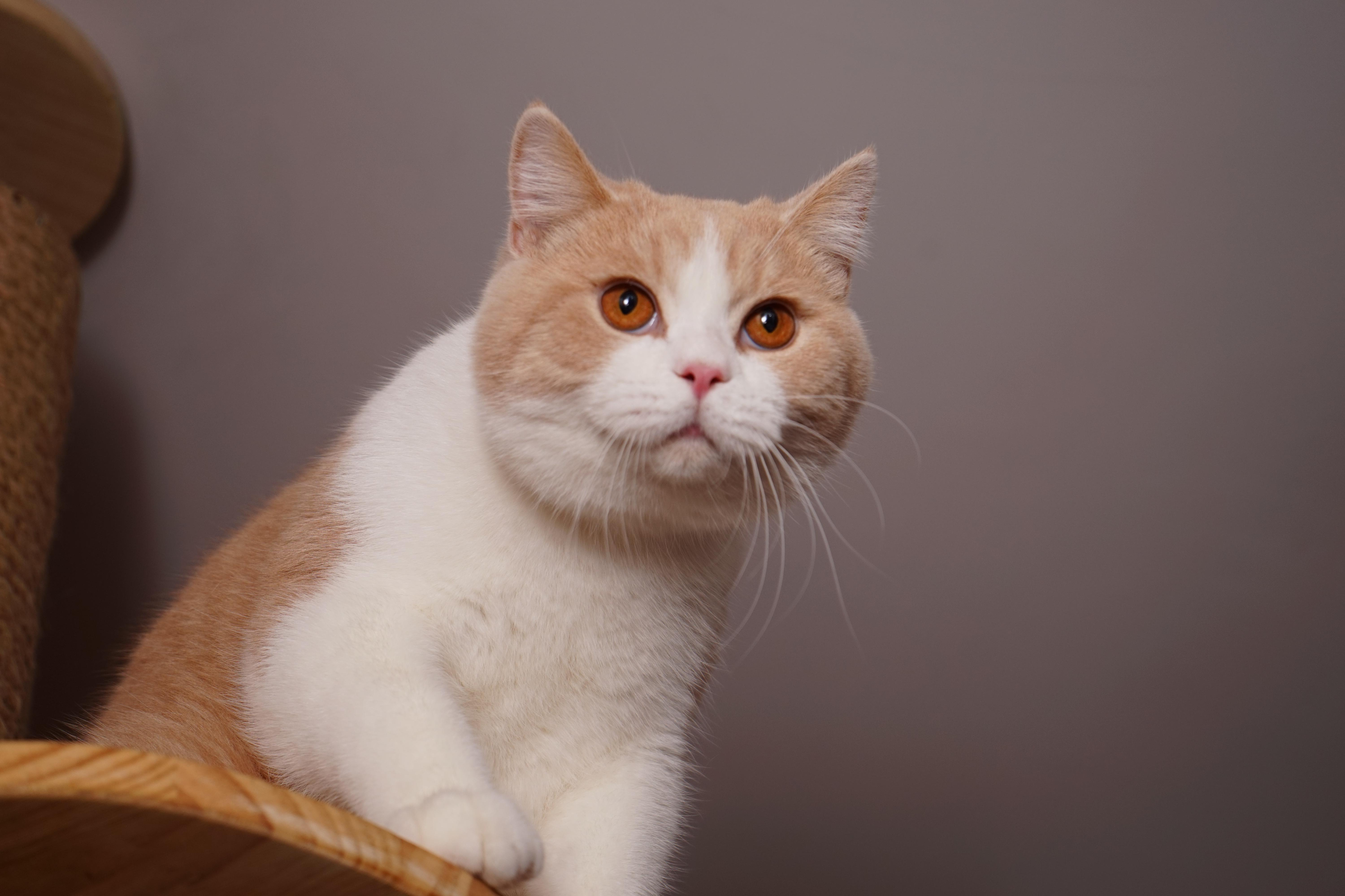 养公猫好呢还是养母猫好（详解：蓝猫母猫与公猫哪个更好养）