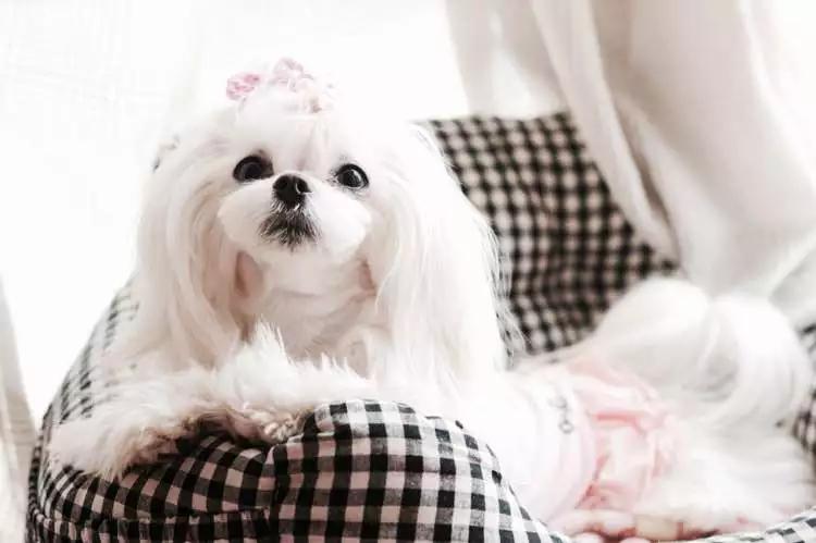 马尔济斯特征详细介绍（马尔济斯如何喂养）