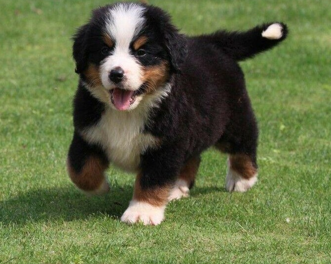 伯恩山犬如何养（详解：养伯恩山犬的好处和坏处）