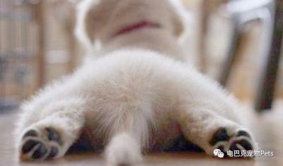 狗狗阴道肿了(狗狗の大姨妈)