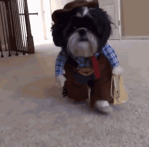 哪些狗适合家养不掉毛