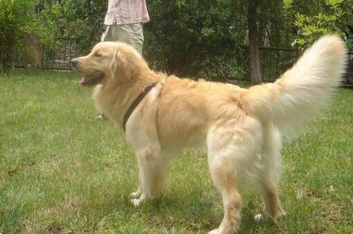 狗狗身上长了很多红疙瘩怎么办用什么药好