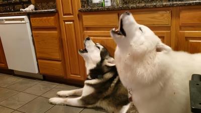 狗狗半夜突然一直叫是怎么回事（小狗半夜一直叫怎么办）