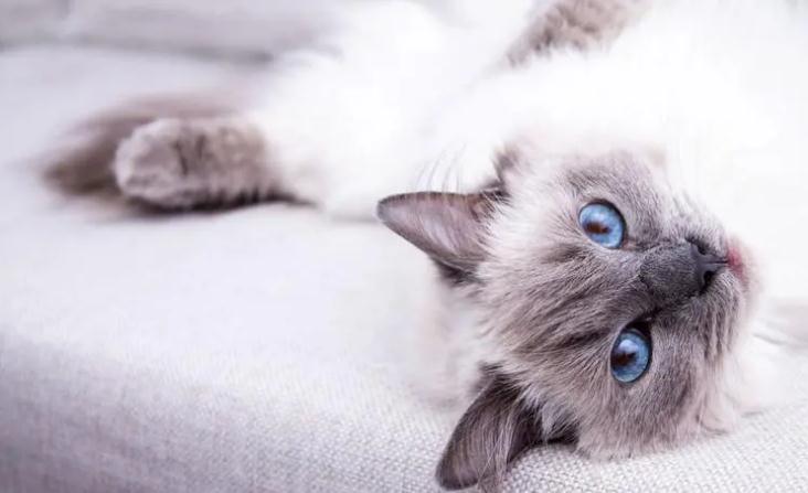 猫咪耳朵不脏却经常挠耳朵是为什么