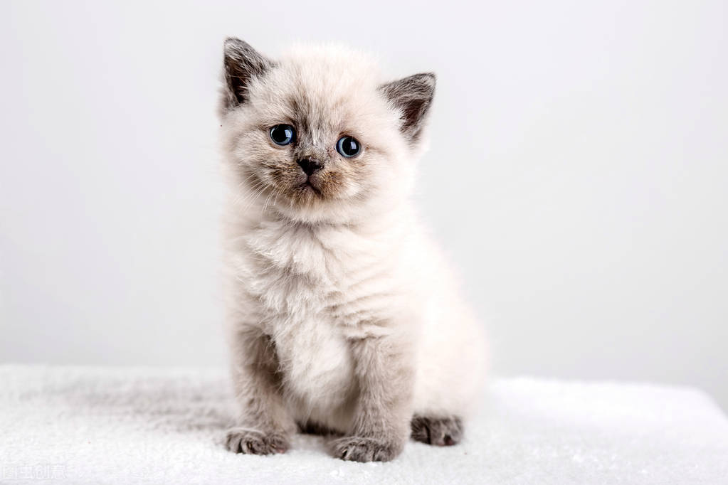 猫身上为何有白色头皮屑（详解：猫身上掉落白色类似头皮屑的东西）