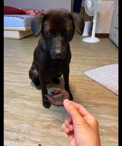 狗狗可以吃紫薯吗（网友做了烤紫薯干给狗吃）