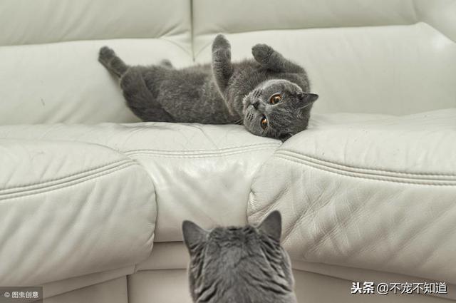猫发情了老叫怎么办(猫一直发情叫怎么办)