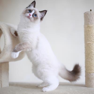 猫生产前的几小时征兆,猫咪临终前的5个征兆