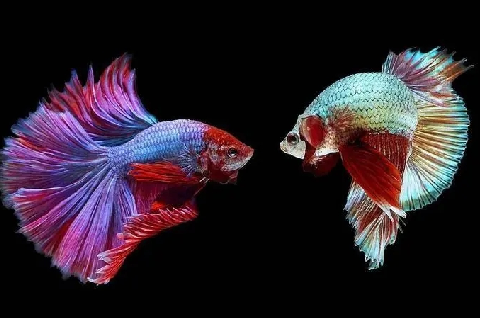 斗鱼对水质水温有要求吗?感兴趣的可以了解一下~.png 斗鱼对水质水温有要求吗?感兴趣的可以了解一下~.png