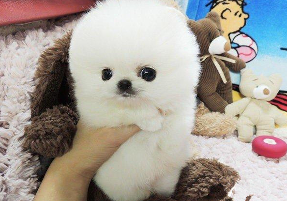 正宗的博美犬价格一览表（博美狗狗多少钱一只）