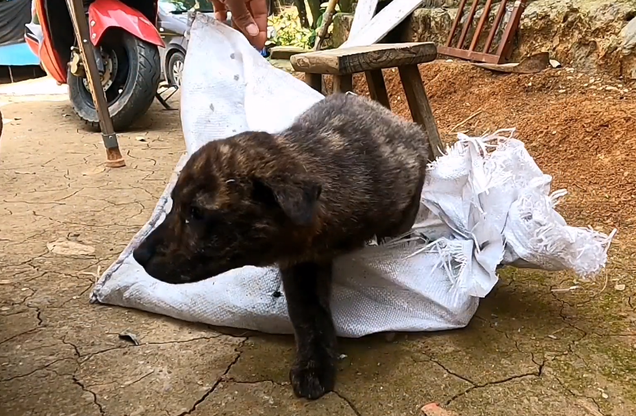 了解虎斑幼犬价格及图片（虎斑犬多少钱）