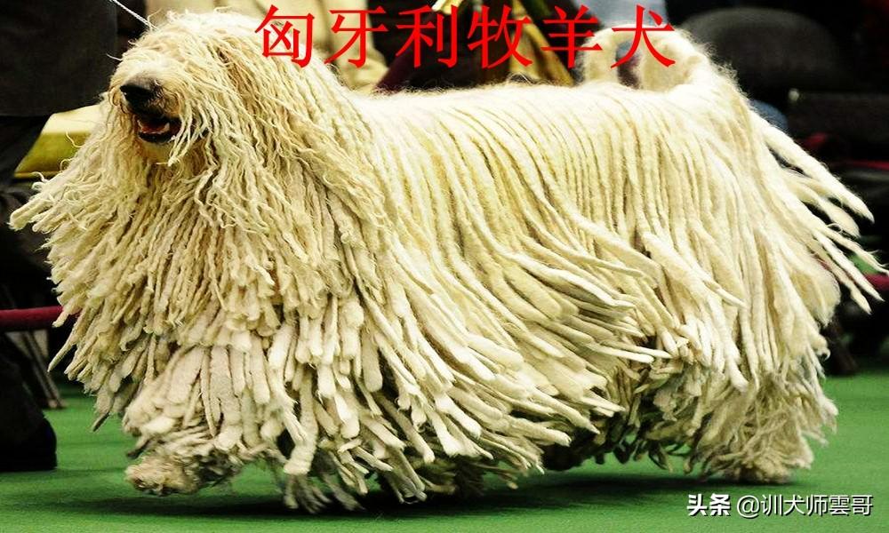 世界十大牧羊犬排名（牧羊犬哪个品种好）