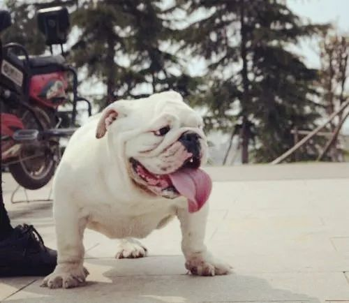 斗牛犬吃什么食物最好（详解：斗牛犬喜欢吃的食物）