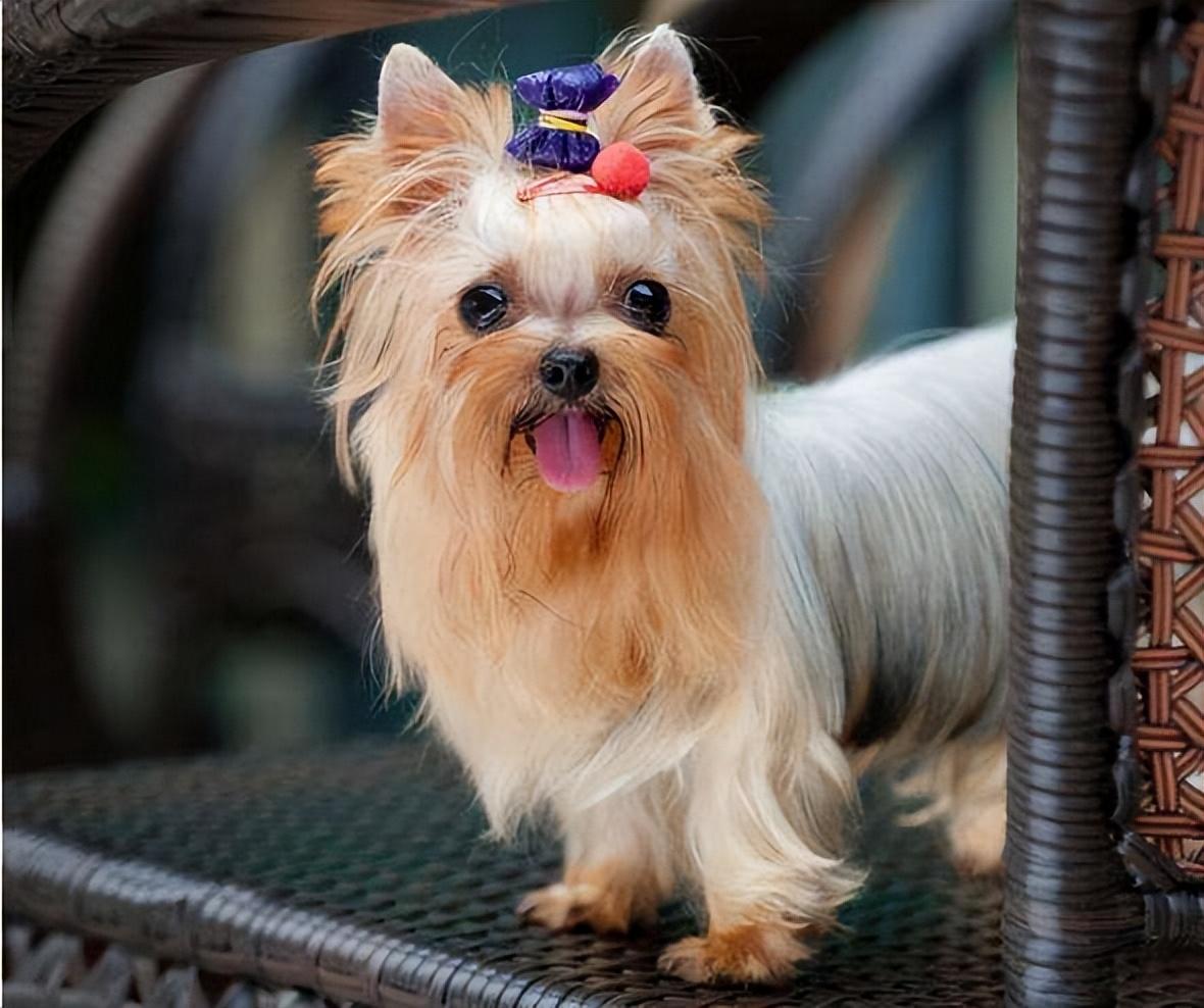 盘点五大好养的小型犬（适合家养的小型犬有哪些）