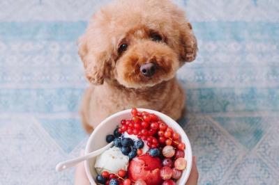 泰迪多少钱一只幼犬（养一只泰迪犬要花多少钱）