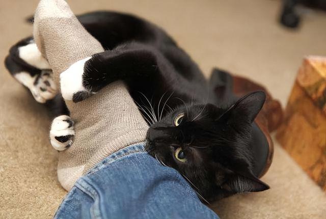 猫咪舔人手是代表什么(猫咪舔人手是什么意思)