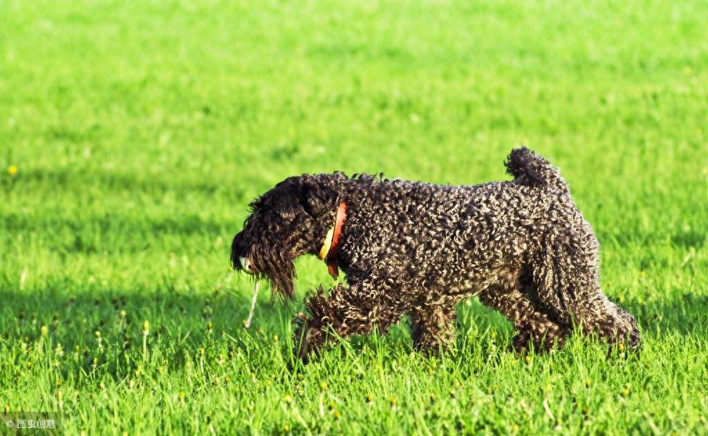 梗类犬图片有吗（附：“梗犬”知识大搜罗）