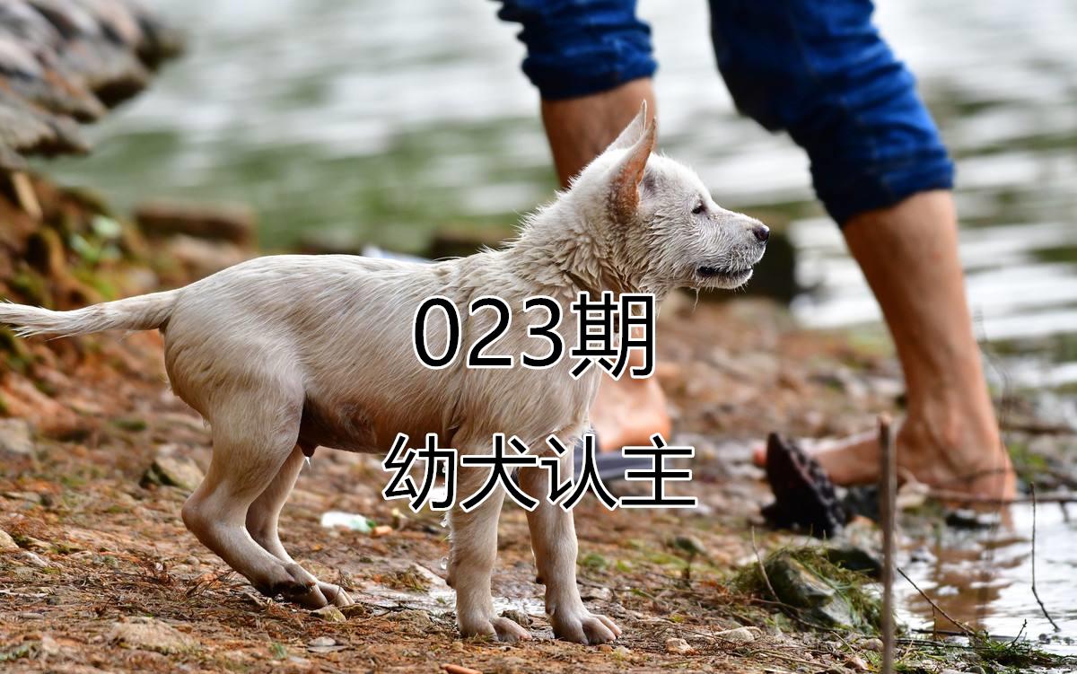 训练狗狗技巧和方法(幼犬认主训练需要四个月的时间)