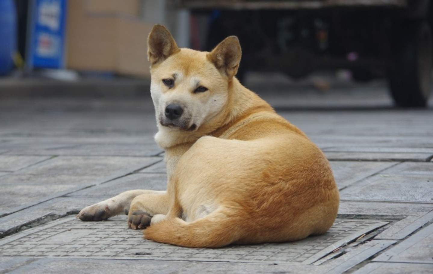 中华田园犬有哪几种品种（附：中化本土田园犬9种犬）