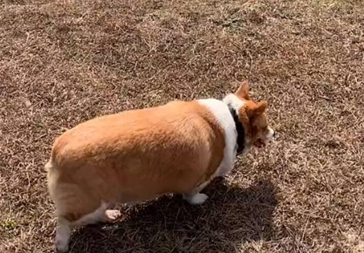 柯基绝育后怎么护理？这些注意事项，一定要好好掌握！