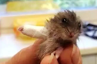 仓鼠骨折之后,被送去医院检查,看到包扎之后的仓鼠,笑翻了 仓鼠骨折之后,被送去医院检查,看到包扎之后的仓鼠,笑翻了