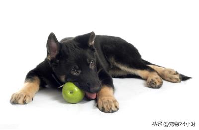 给狗狗吃水果要注意些什么(狗狗可以吃红枣吗)