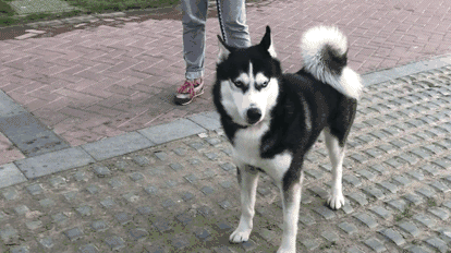 世界三大傻狗排名(最傻的狗是哪三个)