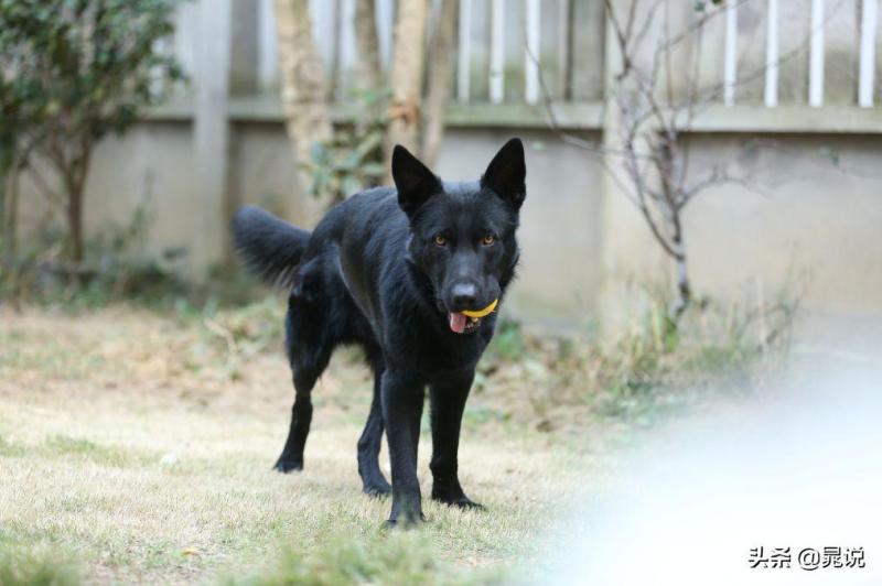 盘点东德牧羊犬的优缺点（教你如何鉴定纯东德牧羊犬）