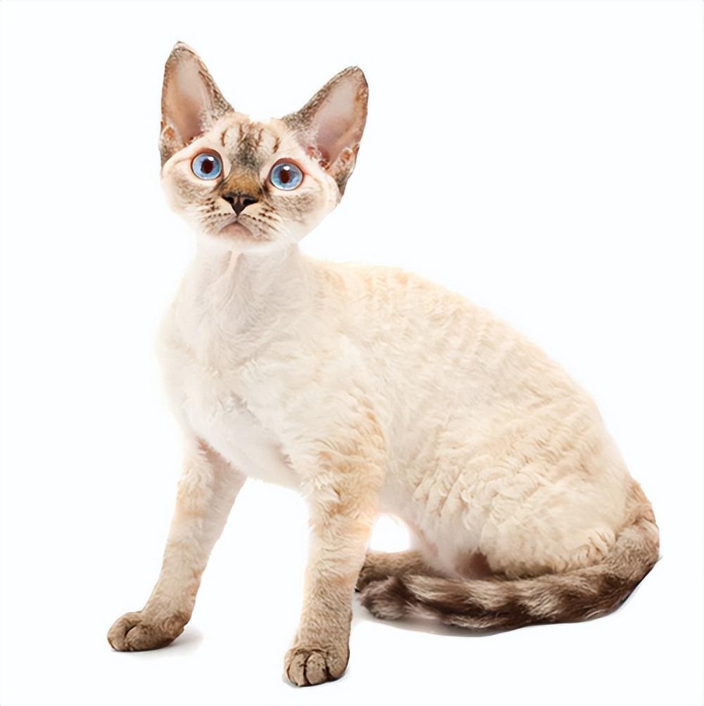 猫的图片大全大图侧面（看图识小猫猫品种大全）