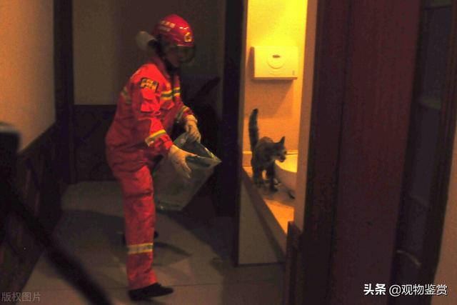 驱猫最有效的方法(驱猫最有效的方法室外)