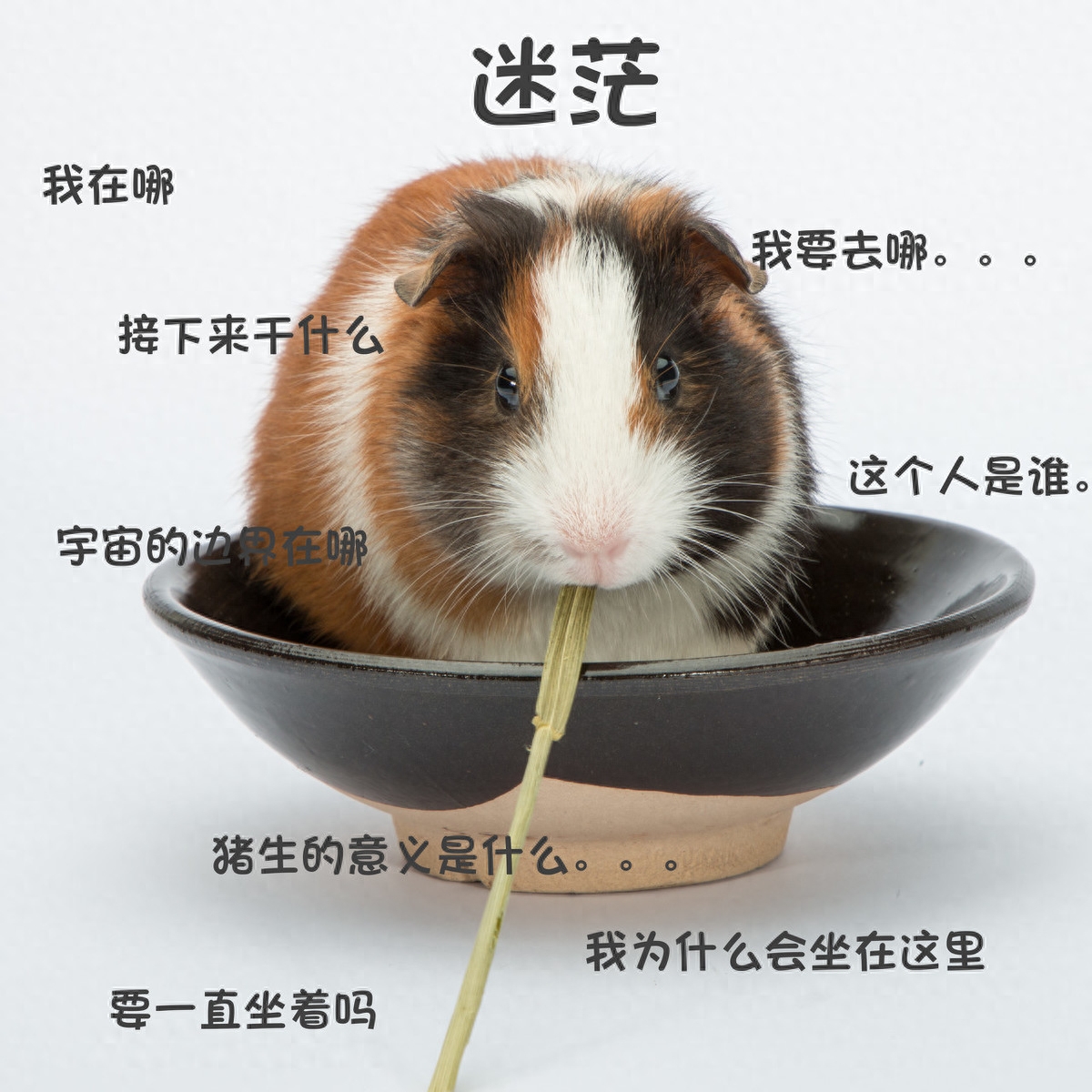 宠物荷兰猪是什么动物（注意：“荷兰猪”并不是猪哦是鼠类）