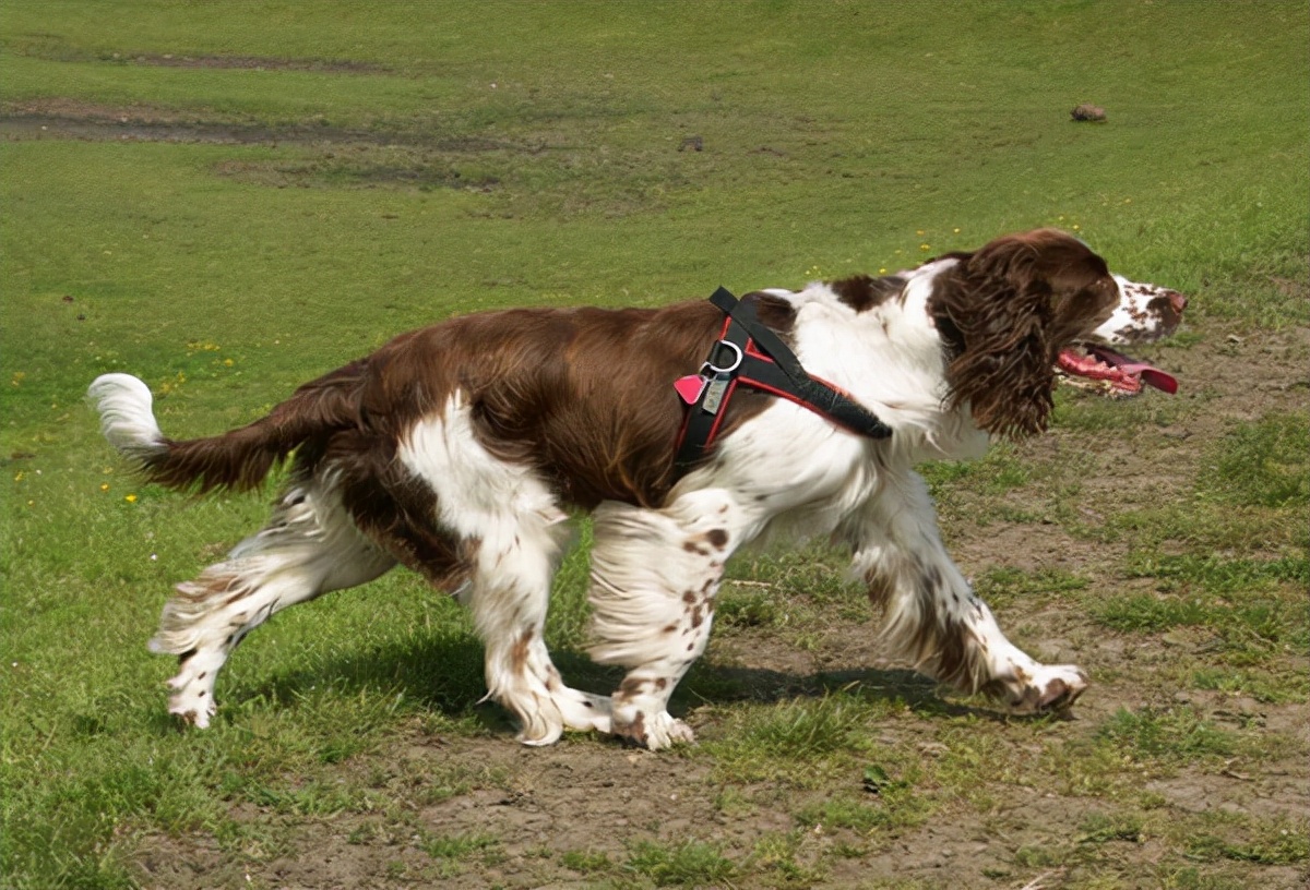 英国史宾格犬也能当警犬？（史宾格犬也是高智商的哦）