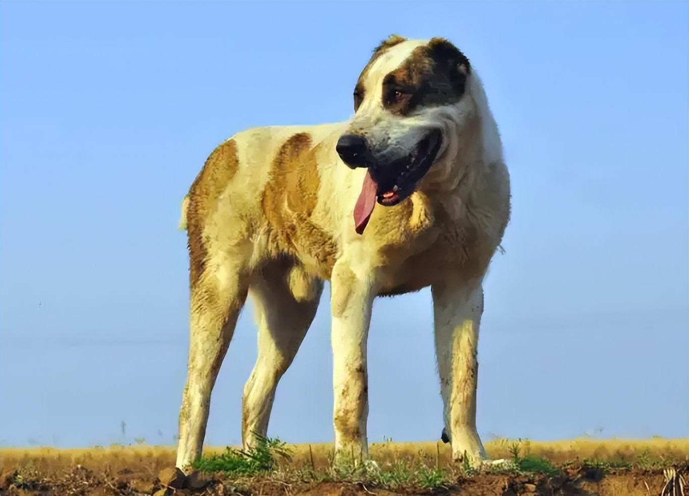 中亚犬的优缺点及性格（犬种百科之中亚牧羊犬）