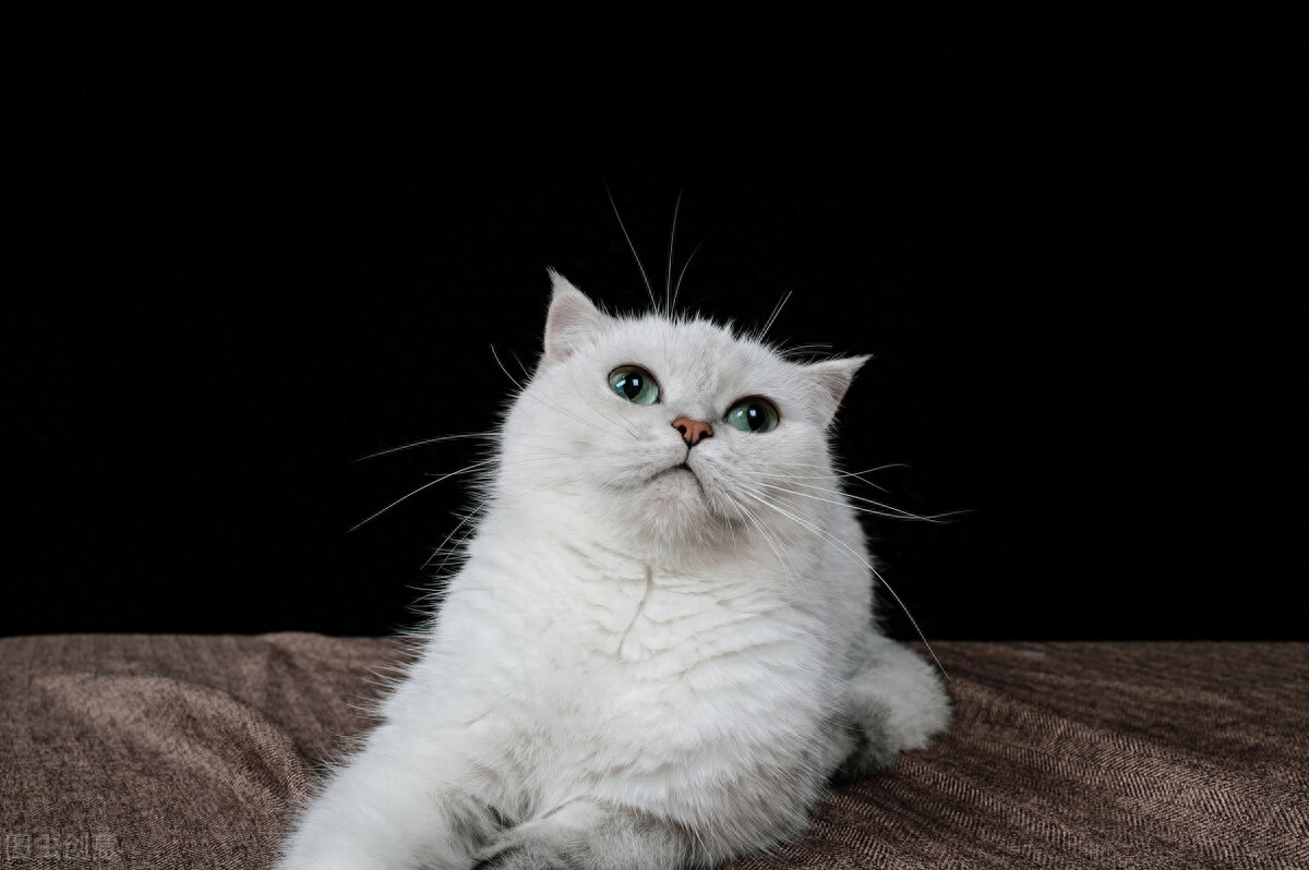 受人追捧的银渐层为何不建议养（附：千万别养银渐层）