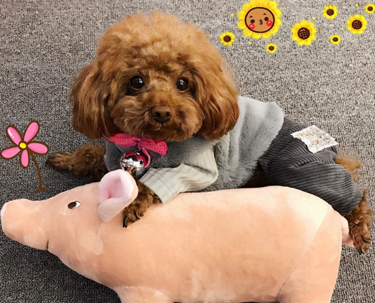 泰迪为什么老是做流氓动作(附:泰迪喜欢“骑跨行为”的原因)