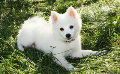 狗狗可以吃蛋黄吗(为什么要给狗狗吃蛋黄)