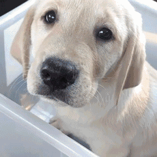 适合家养的短毛小型犬有哪些（常见小型犬品种大全）