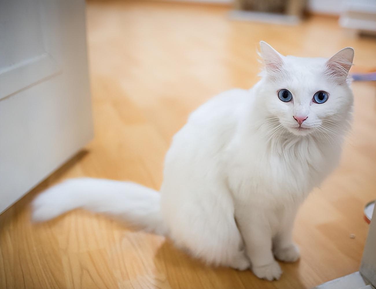 猫的图片大全大图侧面（看图识小猫猫品种大全）