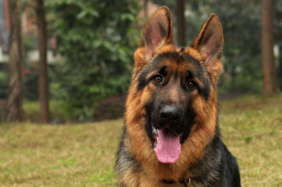 了解养德牧的几个坏处（附：刚开始养德牧就后悔？）