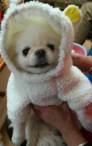 狗死后到底是闭眼还是睁眼好