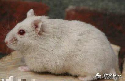 盘点各种色系的坎贝尔仓鼠（为何不建议养银狐仓鼠）