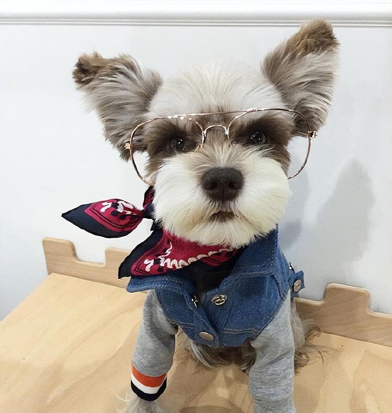 雪纳瑞狗好不好养(详解:养雪纳瑞的好处与坏处)