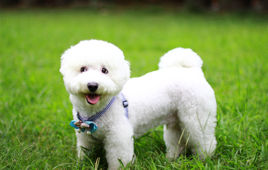 盘点幼犬能吃的食物种类(附：建议1至3个月小狗和母乳)