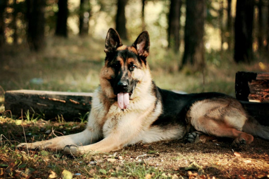 了解养德牧的几个坏处（附：刚开始养德牧就后悔？）