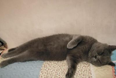 猫咪睡姿代表什么图解（猫咪睡姿反应猫咪性格）