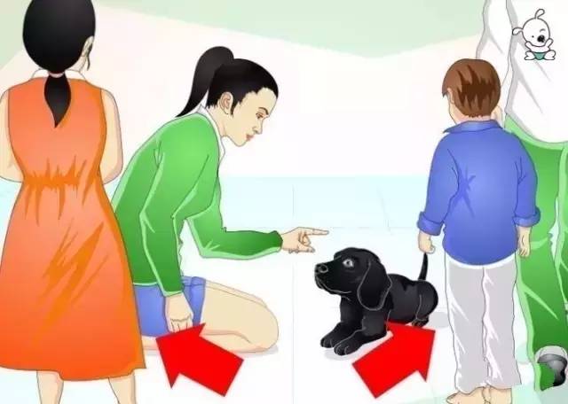 拉布拉多犬怎么训练（详解：训练拉布拉多最佳方法）