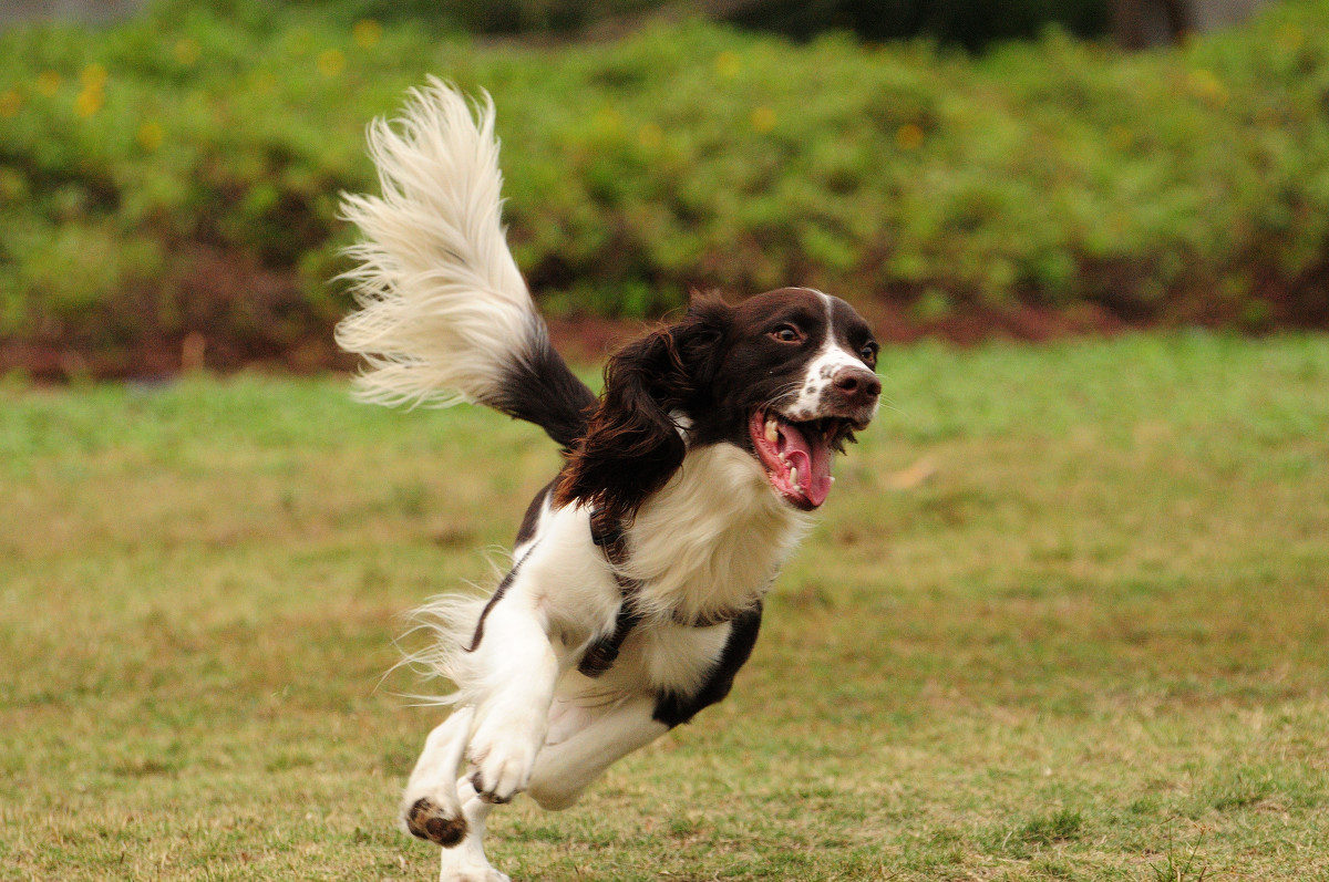 英国史宾格犬也能当警犬？（史宾格犬也是高智商的哦）